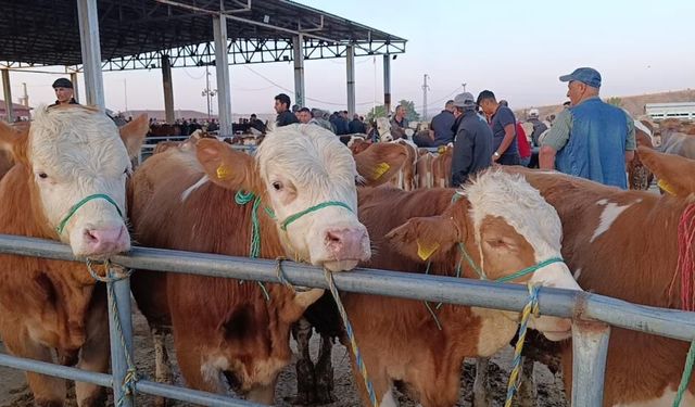 Sivas'ın komşusunda tam hayvan alım zamanı