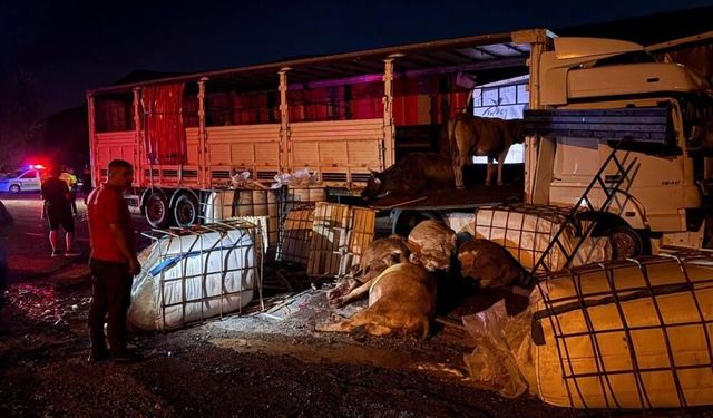 Sivas-Erzincan yolunda tırlar çarpıştı, hayvanlar yollara savruldu!