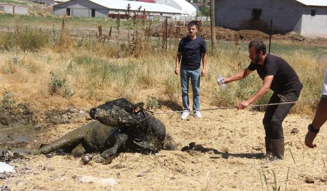 Sivas'ta ahırdan kaçan boğa mahalleyi birbirine kattı