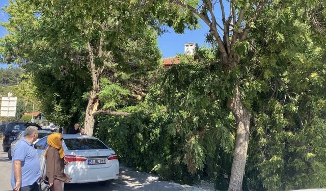 Sivas'ta rüzgar ağacı devirdi