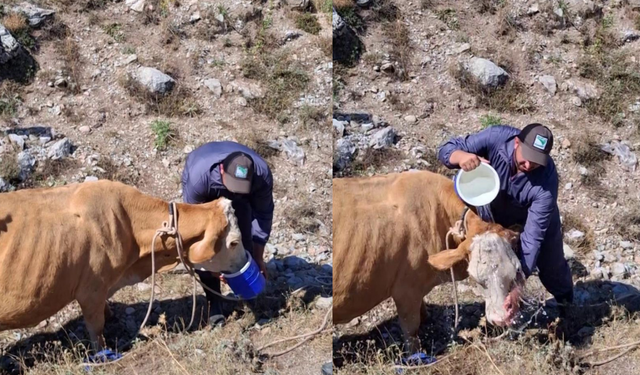 Sivas'ta Çukura Düşen Hamile İnek İçin Hummalı Operasyon!