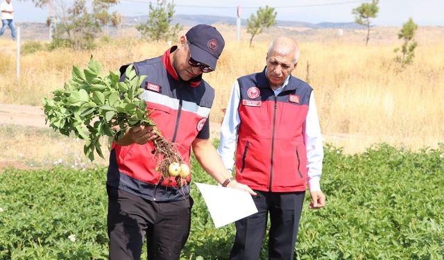 Sivas'ta patates ekili alanlarda saha incelemesi