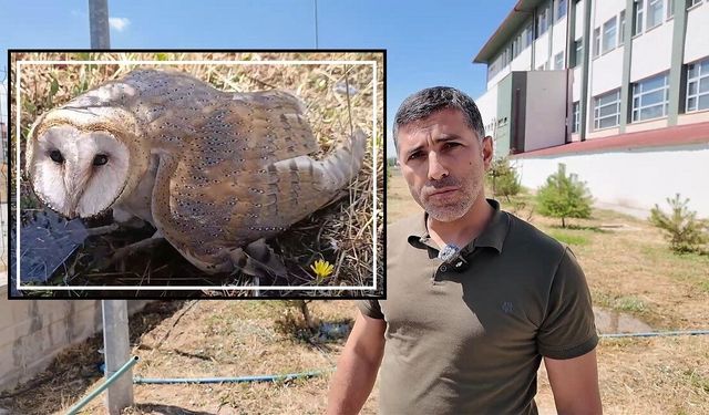Sivas'ta okul bahçesinde peçeli baykuş bulundu