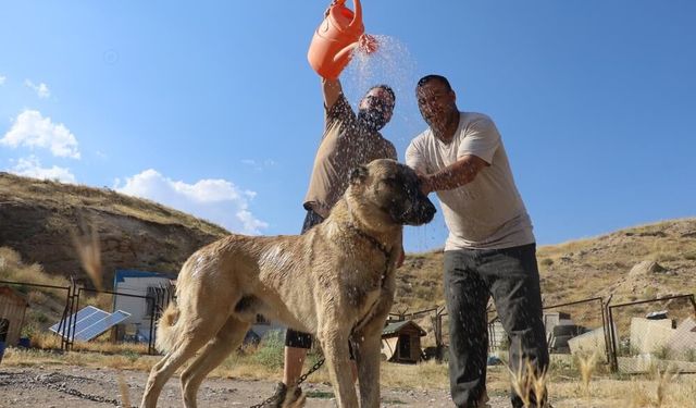 Sivas'ın kangalları sıcaktan bunaldı, kış özlemindeler