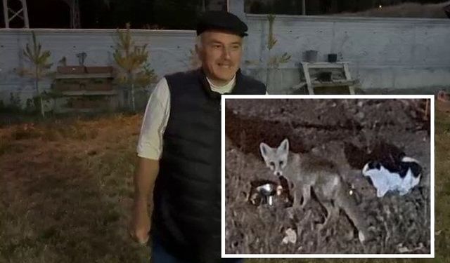 Sivas'ta tilki kurnazlığı! Kedilerle dostluk bahane