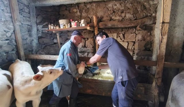 İmranlı’da hayvanlar koruma altında