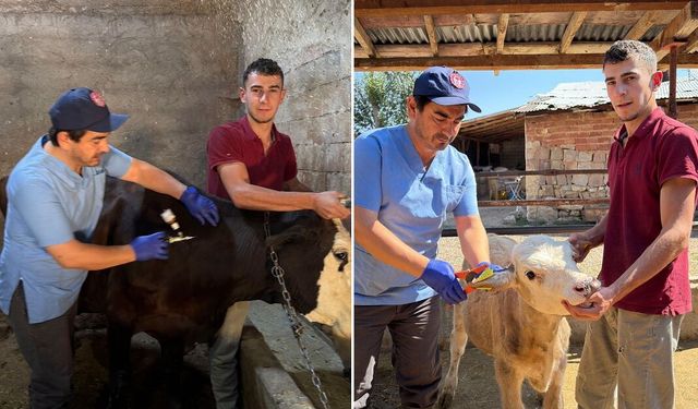 Sivas'ta Şap Aşılama Kampanyası başladı