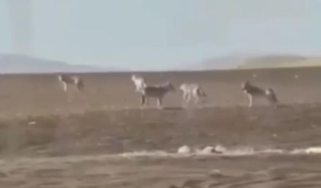 Sivas’ta görülen kurt sürüsü tedirgin etti! Nedeni bakın ne çıktı