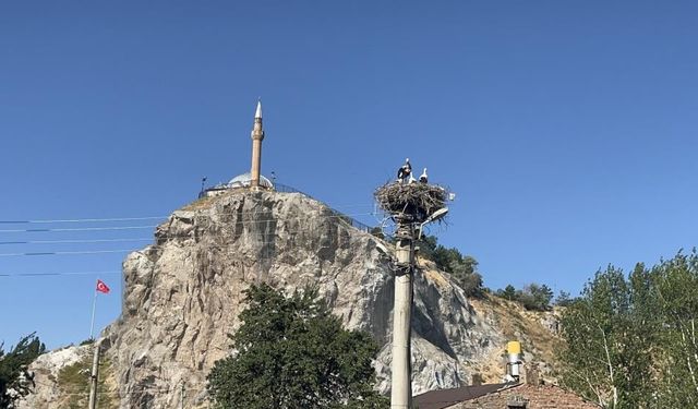 Sivas’ta baharın habercileri yine geldi! Mahalle sakinlerinin komşusu oldular
