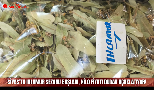 Sivas’ta ıhlamur sezonu başladı, kilo fiyatı dudak uçuklatıyor!