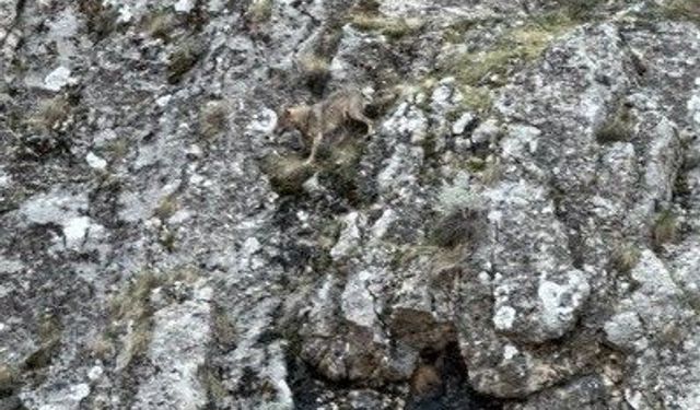 Kurtlarla Yaban Keçileri Arasında Nefes Kesen Kovalamaca
