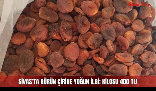 Sivas’ta Gürün Çirine yoğun ilgi: Kilosu 400 TL!