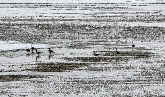 Sivas'ta Kartpostallık Görüntüler! Beyaz Güzelliğin Ardındaki Zorlu Mesai!