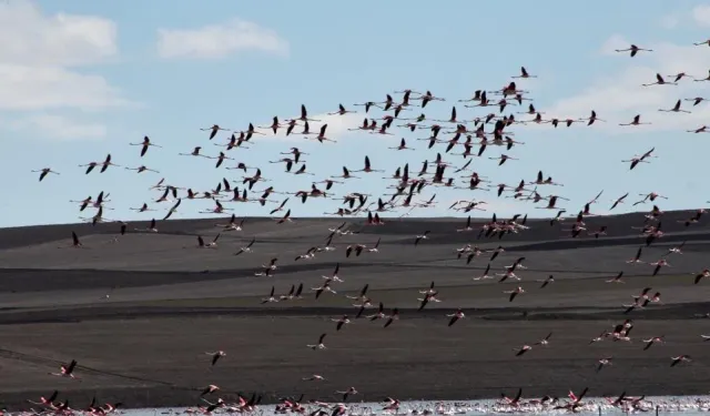 Baharın Habercisi O Kuşlar İç Anadolu'ya Geldi!