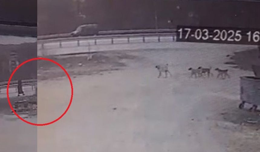 Sivas'ta Sokak Köpekleri Kadına Saldırdı