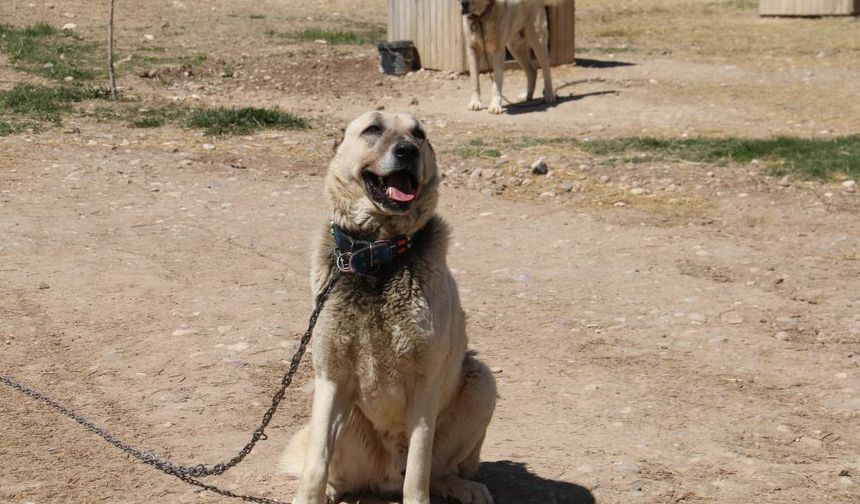 Kangallar Sivas'ın ani hava değişimlerinden depresyonda