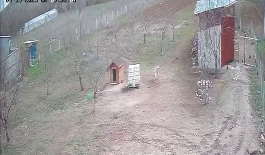 Tilki tavukları gözüne kestirdi ama... Kangal bakın ne yaptı