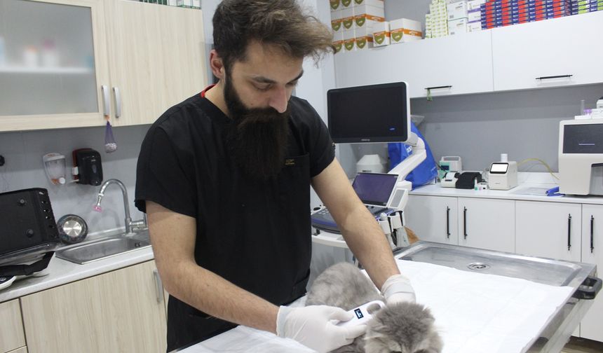 O hayvanı almazsanız yandınız! Tam 72 bin TL ceza