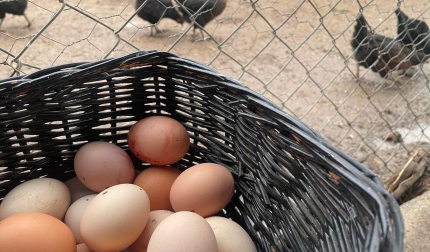 Mutfaklarda Kırmızı Alarm! Tavuklar Yumurtadan Mı Kesildi?