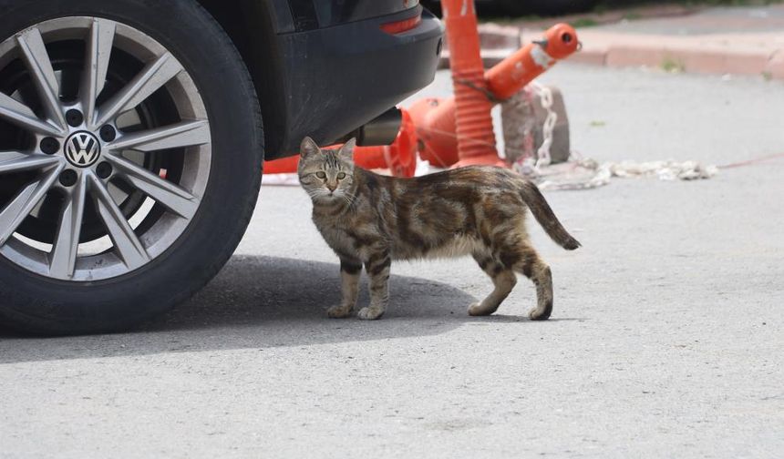 Uzman İsim Sivas'tan Açıkladı! İyi Niyetle Yapılan O Hata Ekosistemi Çökertti