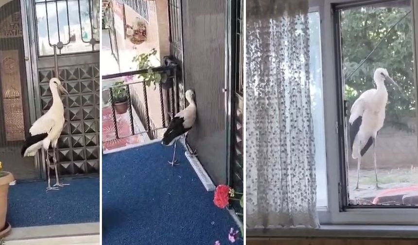 Yavru leyleği de camiye bıraktılar!