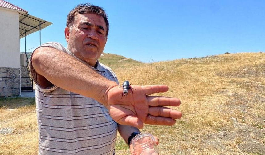 Sivas'ın O Köyünde Adeta Servet Buldular!