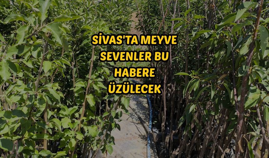 Sivas'ta meyve sevenler bu habere üzülecek