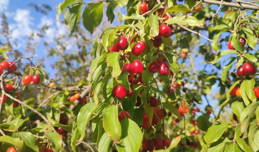 Binbir derde deva o meyve toplanmaya başlandı