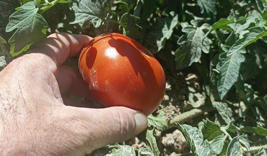 Sivas'ta Kayısı Yerine Ata Tohumu Domates Yetişti