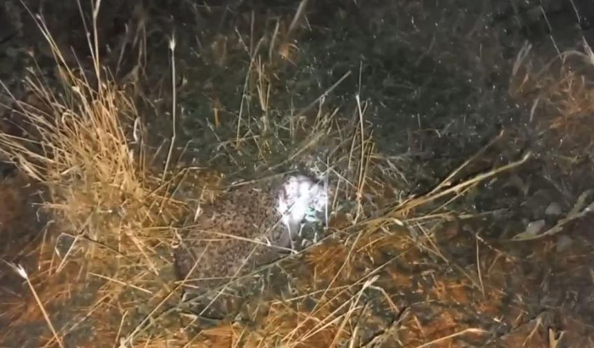 Civcivlerini tilki değil, bakın hangi hayvan yedi!...