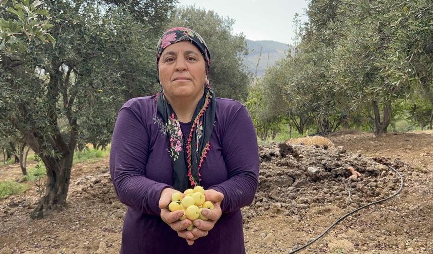 Alıçlarda da hasat başladı, şifa deposu bekleniyor...