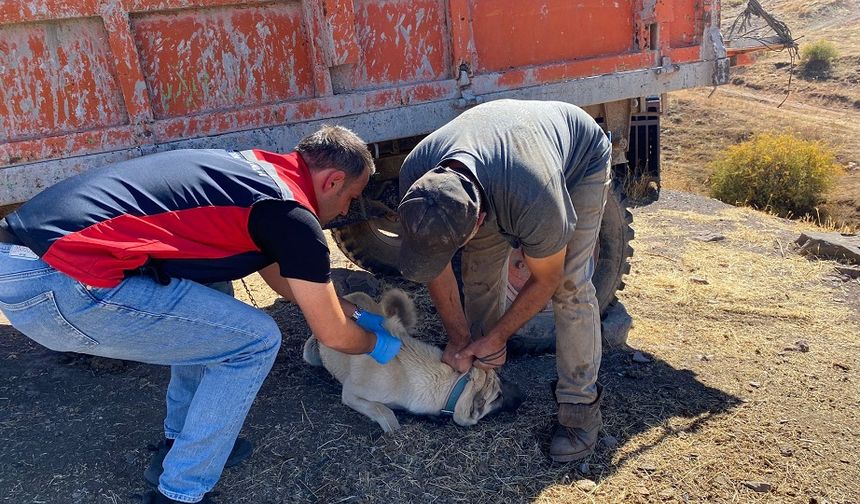 Sivas'ta Mikroçip takılmayan hayvanlar için geri sayım başladı