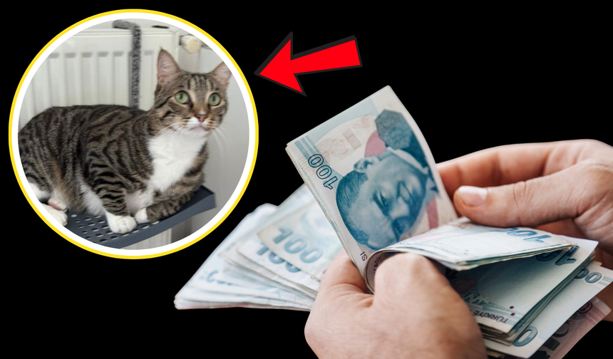 Kedisini Bulana 100 Bin Lira Nakit Ödeme Yapacak