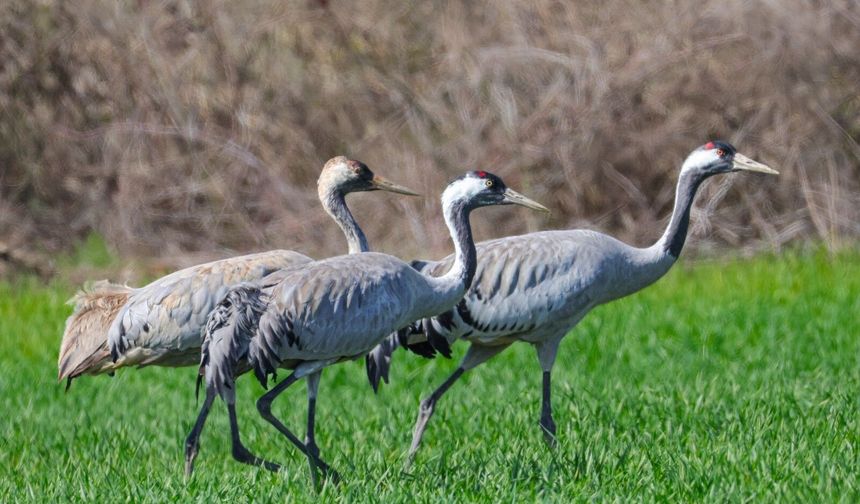 Turnaların Görüntülendiği Anlar Dikkat Çekti