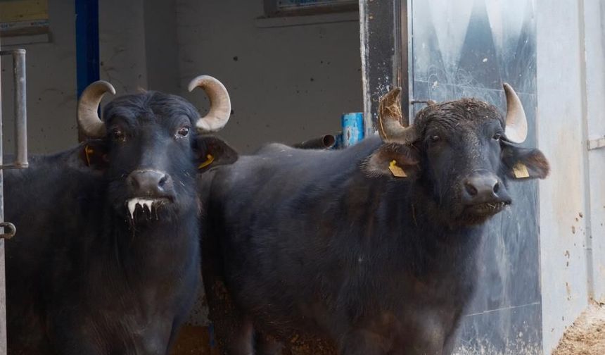 Hayvancılıkta yeni dönem! Bir sağımda litrelerce süt