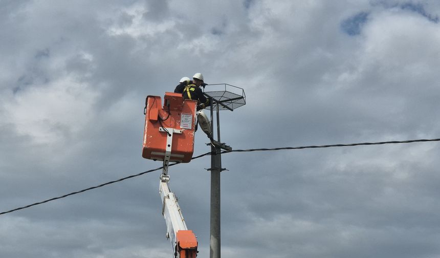 Leylekler ve elektrik hatları barıştı: Binlerce güvenli yuva kuruldu