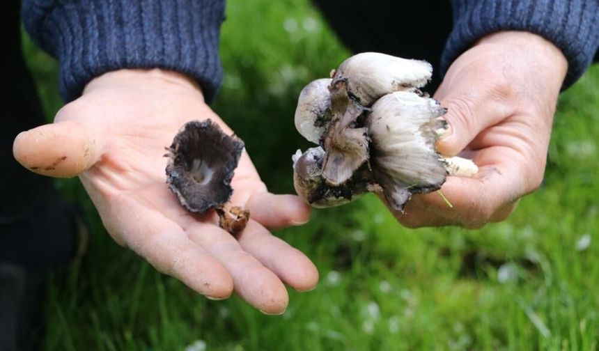 Mantar toplayanlar dikkat! Ölümcül risk kapıda bekliyor!