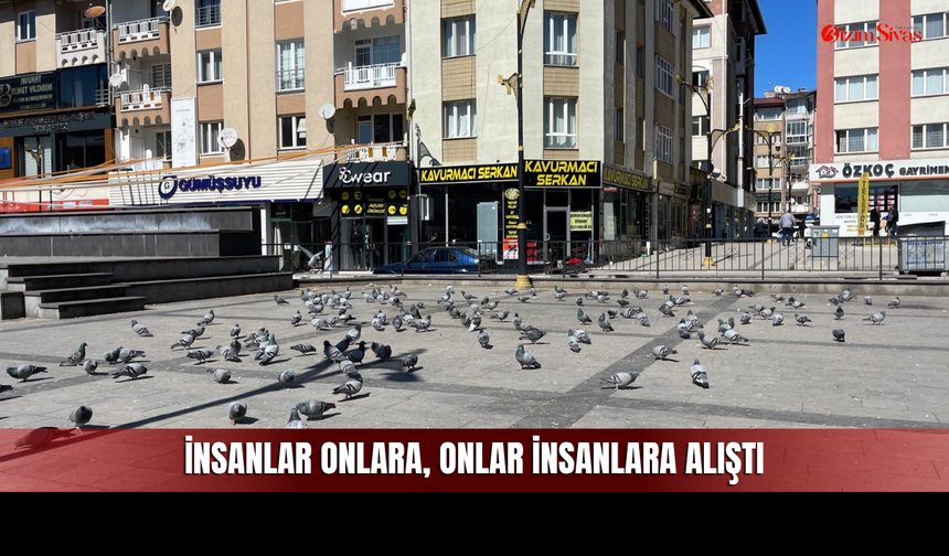Sivas’ta Vatandaşlar Besliyor, Güvercinler Toplanıyor
