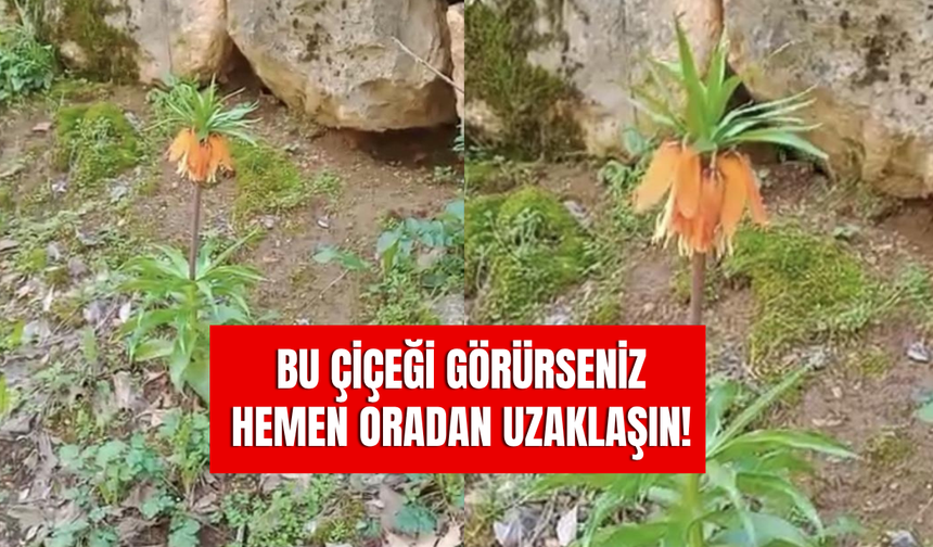 Dokunmanın Bedeli Bir Servet! Diyarbakır’da Açtılar! Sakın Koparmayın