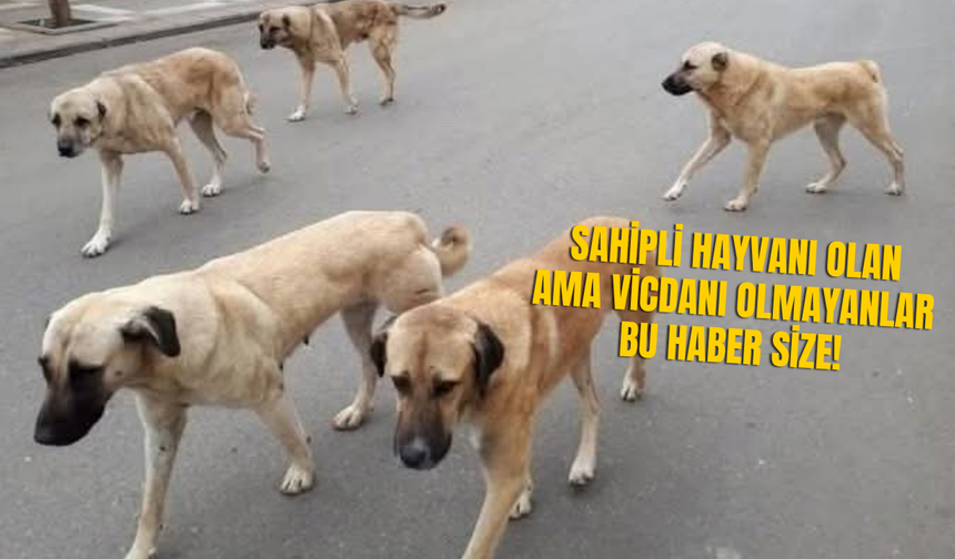 Sahipli Hayvanı Olanlar Dikkat! Tek Bir Hatanın Bedeli Tam 108 Bin Lira!