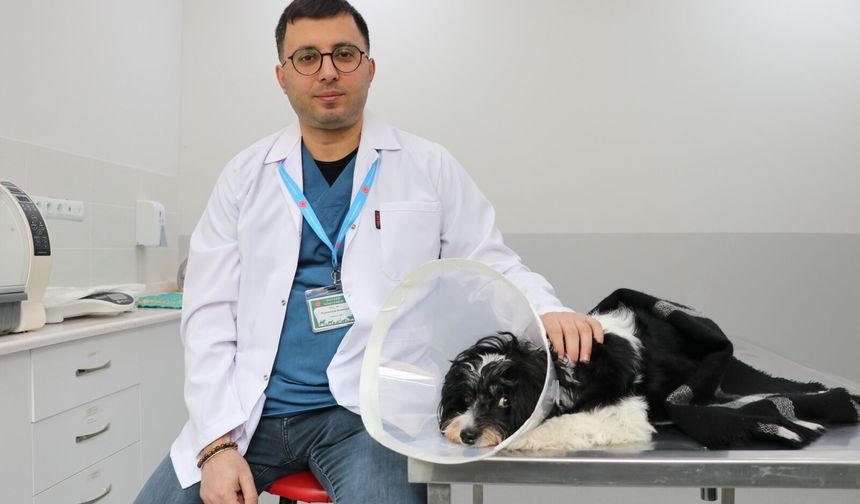Köpeğin İçinden Çıkanlar Görenleri Hayrete Düşürdü