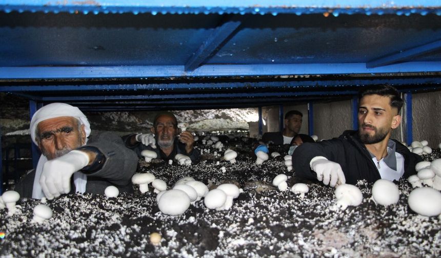 2 Bin Yıllık Mağara Üretim Üssüne Dönüştü: Aylık 3 Ton Hasat