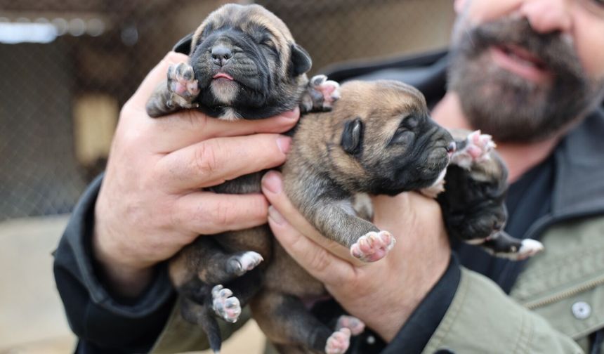 Sivas'ta Anadolu Aslanlarının İlk Yavruları Doğdu