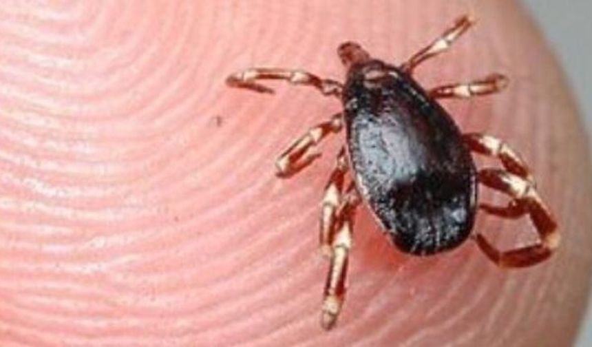 Komşuda 3 Yaşındaki Çocuğu Kene Tuttu!