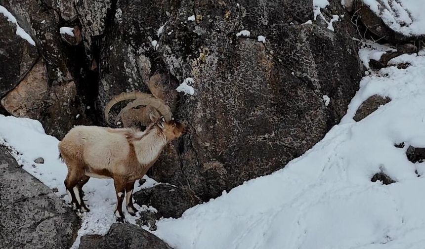 Karlar İçinde Sessiz Takip! Dağ Keçileri Böyle Görüntülendi!