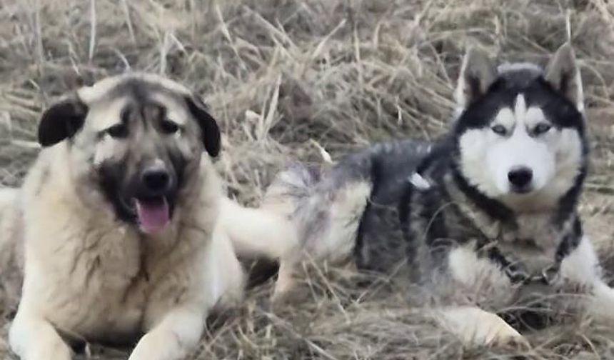 Sivas'ta kayıp kangalın Sibirya kurdu ile kurduğu bağ sosyal medyayı salladı