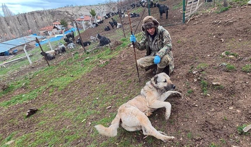Sivas Kangal köpeklerini çobanlar tercih ediyor