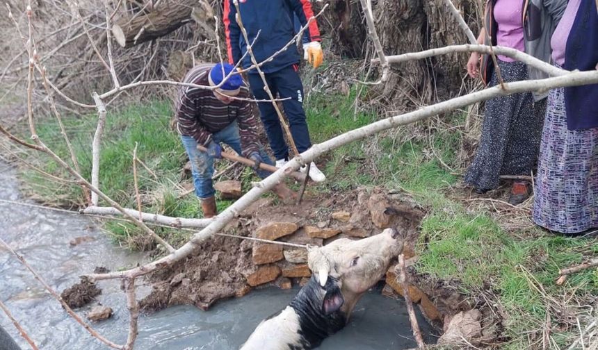 Kuyuya Düşen Büyükbaş Kurtarıldı