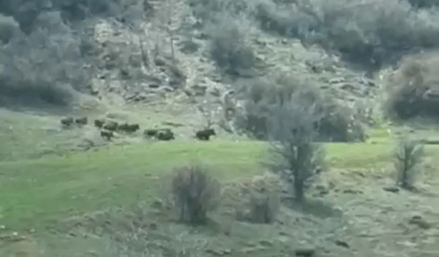 Sivas’ta domuz sürüsü tarlaya indi