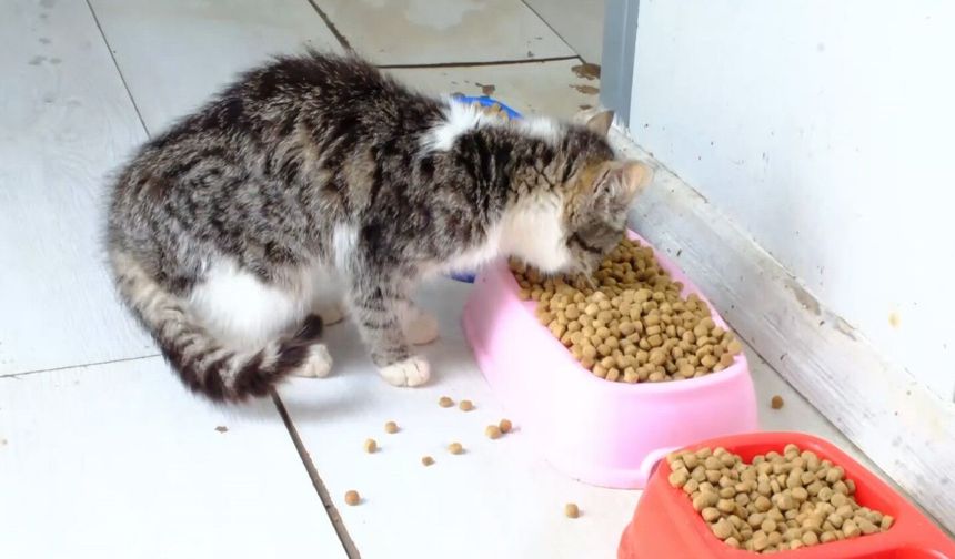 Atık Yemekler Mamaya Dönüşüyor